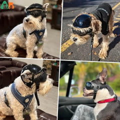 Dog Helmet