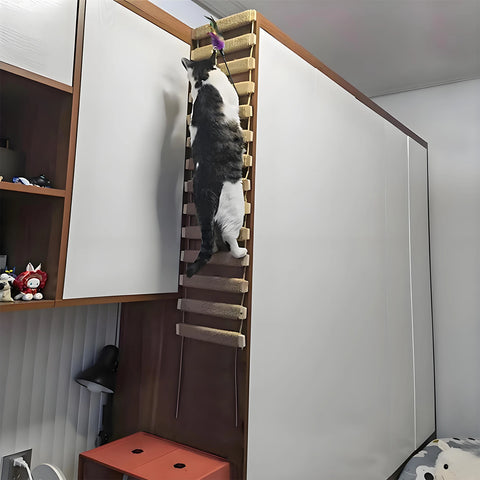 Cat Climbing Ladder