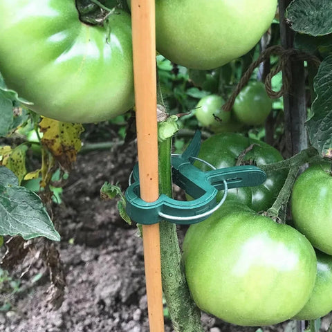 Plant Support Clips – Keep Your Plants Upright & Healthy