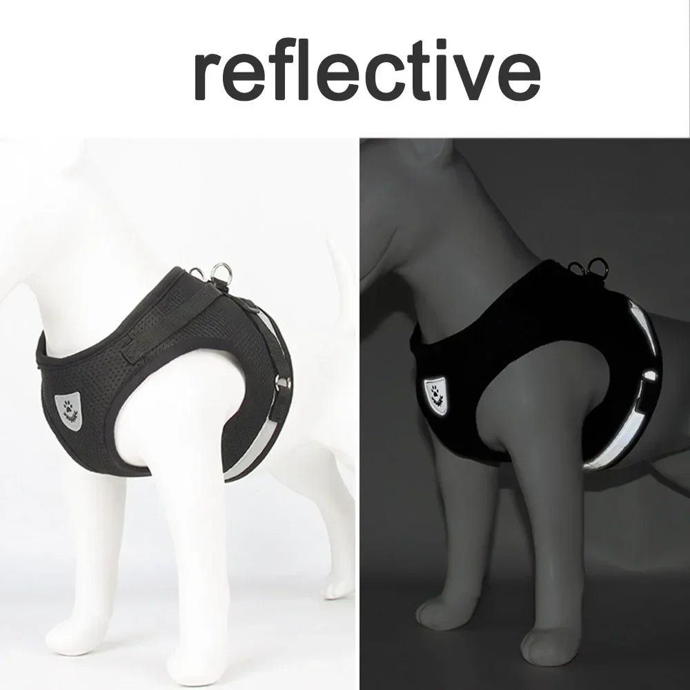 Cat Harness Lead