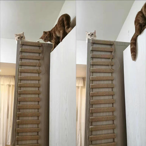 Cat Climbing Ladder