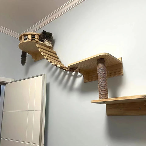 Cat Climbing Ladder