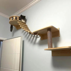 Cat Climbing Ladder